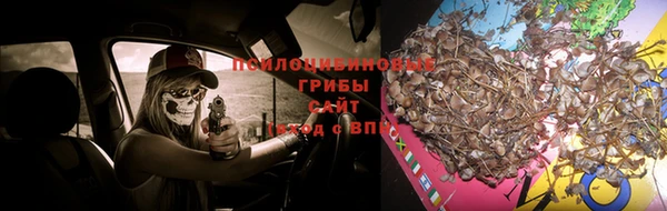 PSILOCYBIN Медвежьегорск